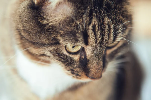 Portret Van Kat Sluit Maar Kop Van Kat — Stockfoto