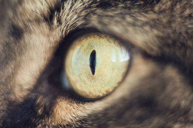 Kedinin gözü. Kedi gözü, kapat, kedi gözüne çok yakın.