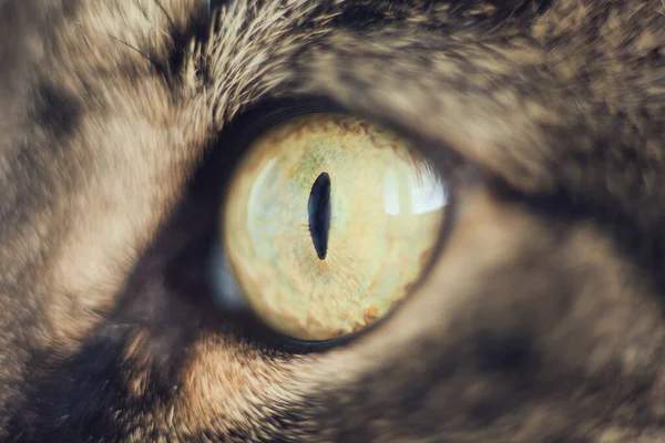 Oog Van Kat Kattenoog Close Zeer Close Van Het Oog — Stockfoto