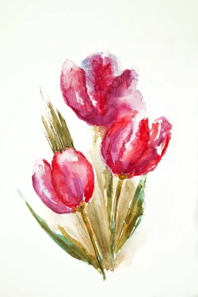 Watercolor drawing of the tulip isolated on the white background. Illustration of red, pink flower.