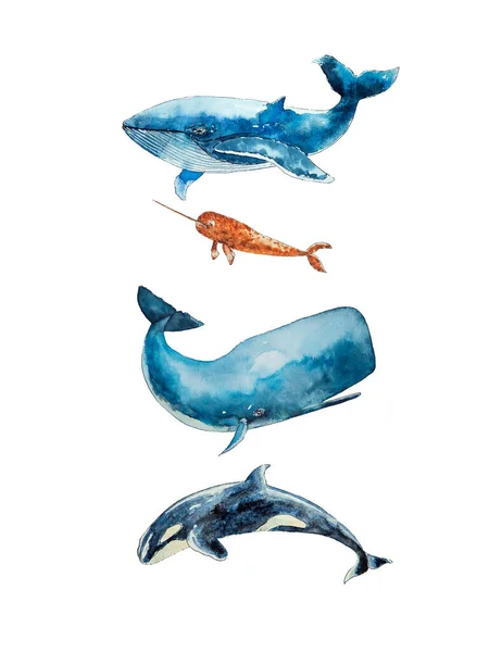 Disegno Acquerello Quattro Balene Isolate Sullo Sfondo Bianco Illustrazione Dell Immagini Stock Royalty Free