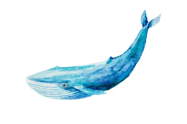 Dessin Aquarelle Rorqual Bleu Isolé Sur Fond Blanc Iillustration Grande — Photo