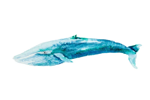 Dessin Aquarelle Rorqual Bleu Isolé Sur Fond Blanc Iillustration Grande — Photo