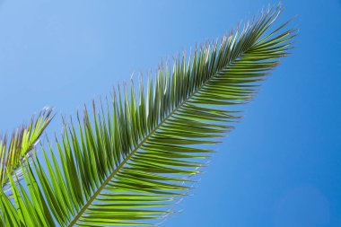 Şube ve palmiye ağaçlarının mavi gökyüzü arka plan