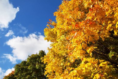 ağaç bulutlar mavi bir gökyüzü arka planı sarı yaprakları ile