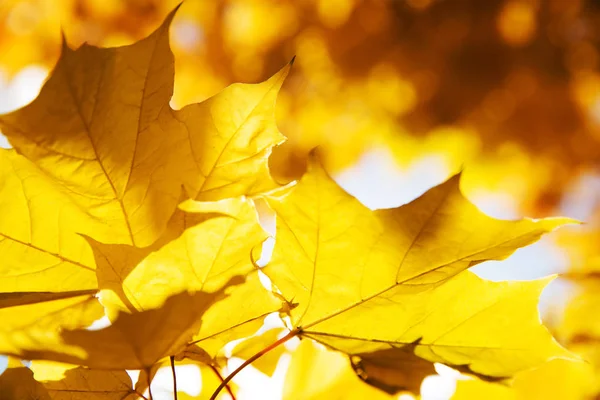 güneşli havalarda parkta akçaağaç ağacının sarı yapraklar