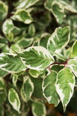 Bahçe, yeşil beyazlı yeşil bitkilerin yaprakları yaprakları