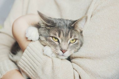 Gri kedi bir kızın kollarında Kediyi okşuyor