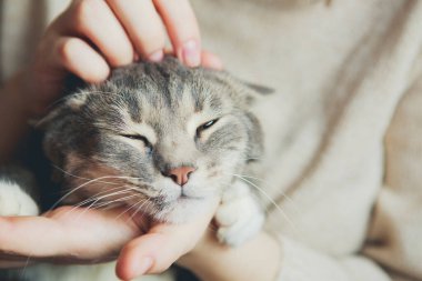 Gri kedi bir kızın kollarında Kediyi okşuyor