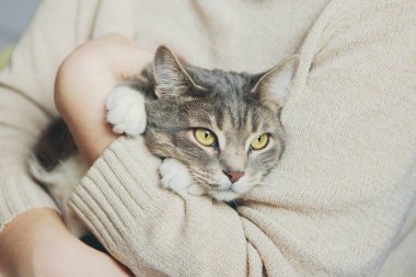 Gri kedi bir kızın kollarında Kediyi okşuyor
