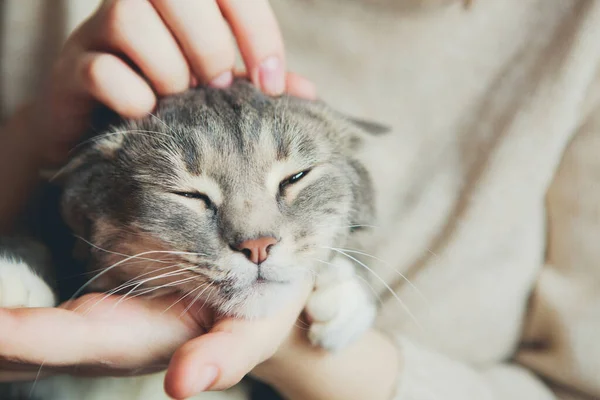 Gato Cinzento Nos Braços Uma Menina Acariciando Gato — Fotografia de Stock