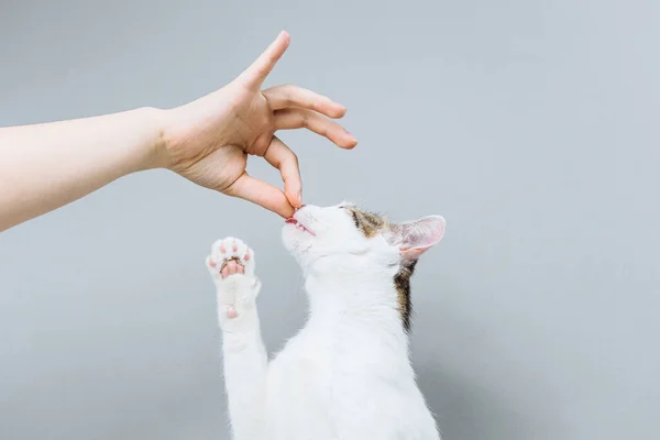 Vit Katt Granskas Veterinär Grå Bakgrund — Stockfoto