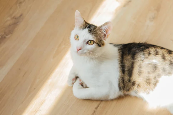 Kedi ahşap zeminde oturuyor. Oyuncu kedi.