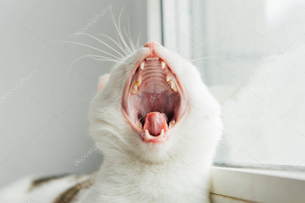 yawning cat on the windowsill. sleeping cat