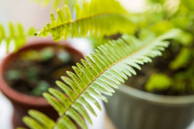 Odadaki pencere pervazında eğreltiotu. Yeşil eğrelti otu yaprakları
