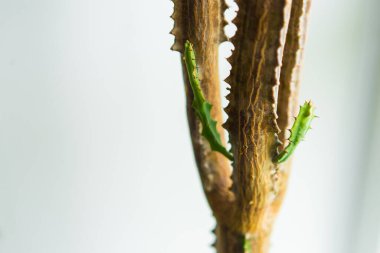 Hafif arka planda kaktüs gövdesi. Odadaki kaktüs