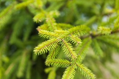 Taze ladin dalları. Ormandaki genç ladin.