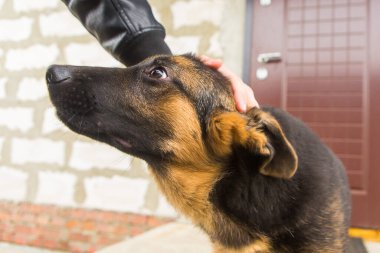 Alman çoban köpeği. Köpeğin kafasını okşayan bir adam. Çoban köpeği yavrusu.