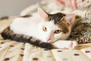 Kanepede yatan beyaz kedi. Dinlenen kedi. Güzel dinlenme hayvanı