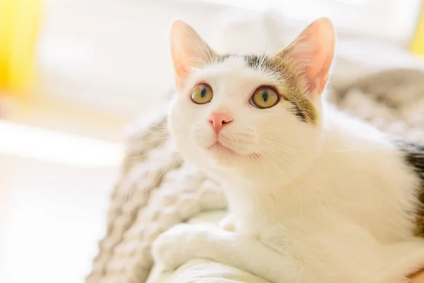 Kanepede yatan beyaz kedi. Dinlenen kedi. Güzel dinlenme hayvanı