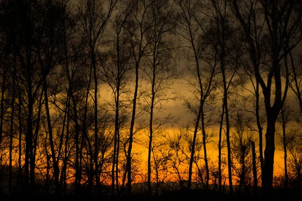 Silhouet Van Bomen Zonsondergang Achtergrond Bomen Met Oranje Lucht Avond — Stockfoto