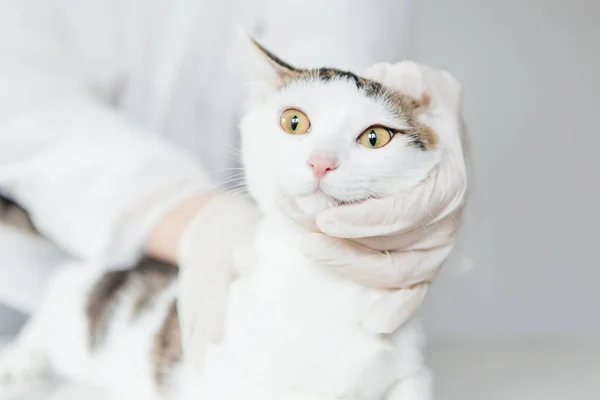 Gato Examinado Por Veterinario —  Fotos de Stock