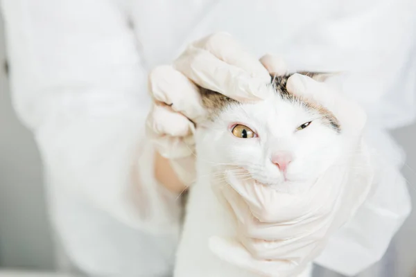 Pisica Examinată Medic Veterinar — Fotografie, imagine de stoc