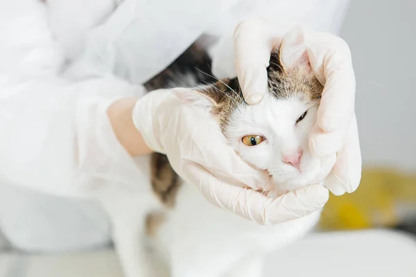 獣医師が調べる猫 — ストック写真