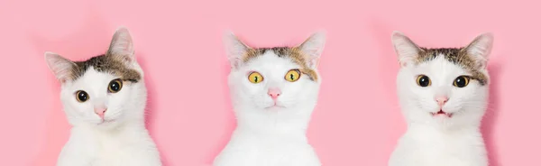 White Cat Striped Pink Background Funny Cat — Stock Photo, Image
