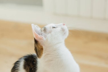 Evde yerde tekir kedi var.