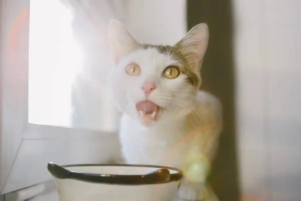 Gato Blanco Come Alféizar Ventana Tazón Gato Divertido Con Lengua Imágenes De Stock Sin Royalties Gratis