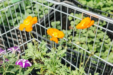 Dükkandaki saksılarda ve kutularda tohumlar