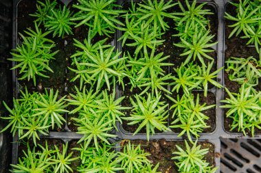 Dükkandaki saksılarda ve kutularda tohumlar