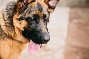 Kuşhanenin arka planında Alman çoban köpeği
