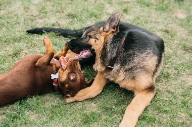 Alman çoban köpeği doğada bir daksund ile oynar, köpek dövüşü.