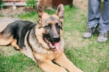 İnsanlarla birlikte yeşil çimlerin üzerinde yatan Alman çoban köpeği. Dinlenen köpek