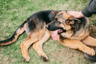 İnsanlarla birlikte yeşil çimlerin üzerinde yatan Alman çoban köpeği. Dinlenen köpek
