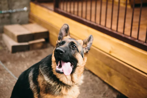 German Shepherd Background Aviary — Stock Photo, Image