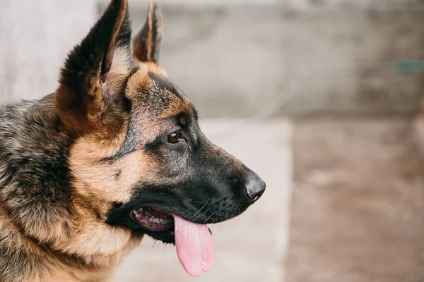 Schäferhund Auf Dem Hintergrund Der Voliere — Stockfoto