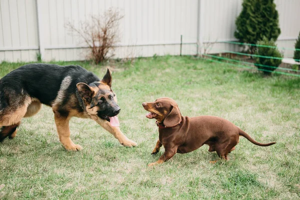 Duitse Herder Speelt Met Een Teckel Natuur Hondengevecht — Stockfoto