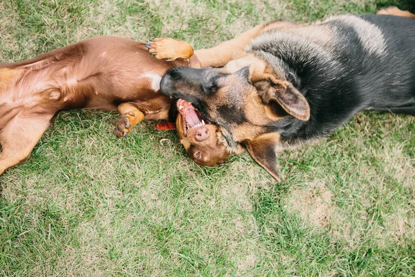 ドイツの羊飼いは自然の中でダックスフントと遊ぶ 犬の戦い — ストック写真