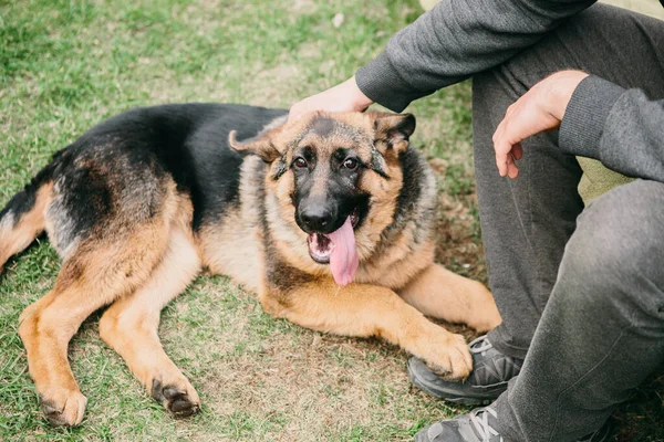 Pastor Alemão Deitado Grama Verde Com Homem Cão Repouso — Fotografia de Stock