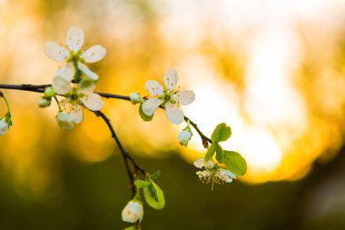 Bahçedeki elma ağacının güzel beyaz çiçekleri. Bahar dallarda çiçek açar.