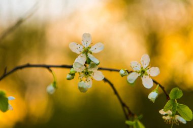 Bahçedeki elma ağacının güzel beyaz çiçekleri. Bahar dallarda çiçek açar.