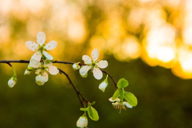 Bahçedeki elma ağacının güzel beyaz çiçekleri. Bahar dallarda çiçek açar.
