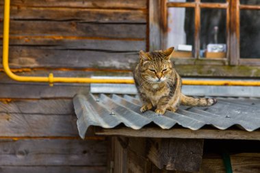 Street cat on a roof in the village  clipart