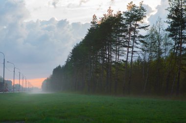 Yolun yanındaki yüksek orman, akşam sisli. Güzel manzara