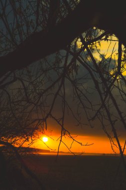 Güzel günbatımında dalların silueti. Gün batımlı güzel manzara