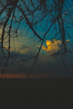 Güzel günbatımında dalların silueti. Gün batımlı güzel manzara