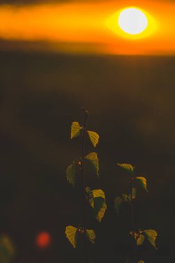 Tarlada gün batımında yeşil yaprakları olan bir dal. Güzel gün batımı manzarası